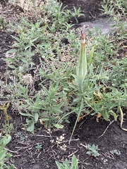 Tragopogon dubius