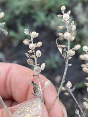 Alyssum desertorum