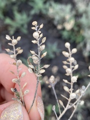Alyssum desertorum