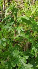 Senecio picridioides
