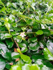 Ehretia microphylla