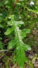 Senecio picridioides