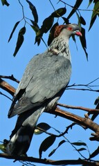 Lopholaimus antarcticus