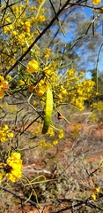 Senna artemisioides artemisioides
