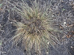 Poaceae