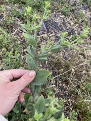 Gypsophila perfoliata