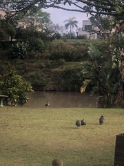 Numida meleagris coronatus