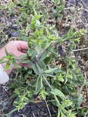 Gypsophila perfoliata