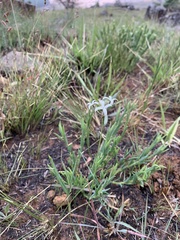 Kohautia amatymbica