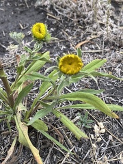 Pentanema britannica
