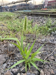 Setaria viridis