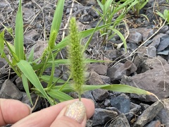 Setaria viridis