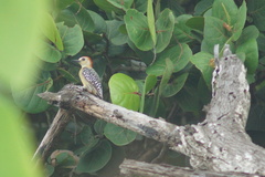 Melanerpes rubricapillus