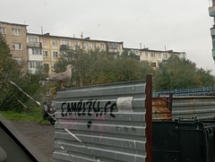 Larus