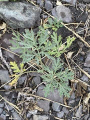 Artemisia sieversiana