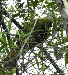 Ptilinopus magnificus