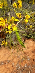 Senna artemisioides artemisioides