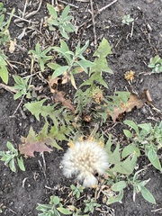 Taraxacum officinale