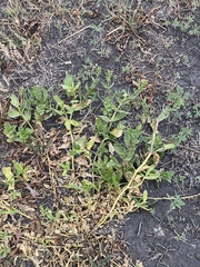Gypsophila perfoliata