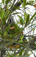 Ptilinopus magnificus