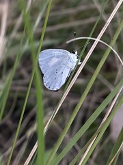 Candalides xanthospilos