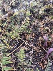 Astragalus danicus