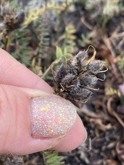 Astragalus danicus