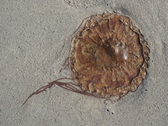 Chrysaora fuscescens