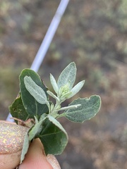 Chenopodioideae