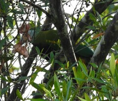 Ptilinopus magnificus