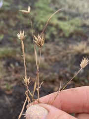 Poaceae