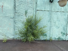 Ulmus pumila
