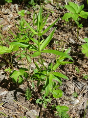 Galium × pseudoboreale