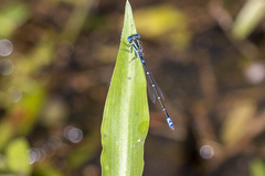 Austroagrion watsoni