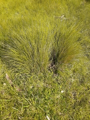 Poa labillardierei