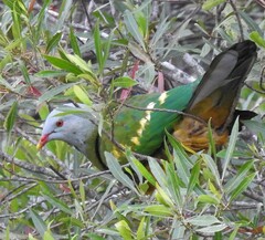 Ptilinopus magnificus