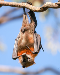Pteropus poliocephalus