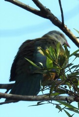 Ptilinopus magnificus