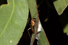 Camponotus nigriceps