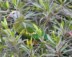 Ptilinopus magnificus