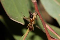 Camponotus nigriceps