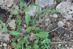 Taraxacum officinale