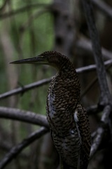 Tigrisoma mexicanum