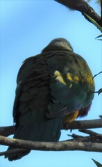 Ptilinopus magnificus