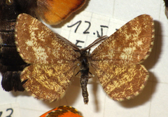 Ematurga atomaria