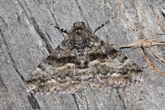 Gastrinodes argoplaca