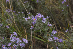 Symphyotrichum jessicae