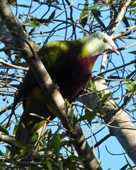 Ptilinopus magnificus