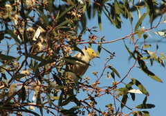 Ptilotula penicillata