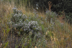 Symphyotrichum jessicae